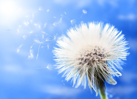 Dandelion portrait